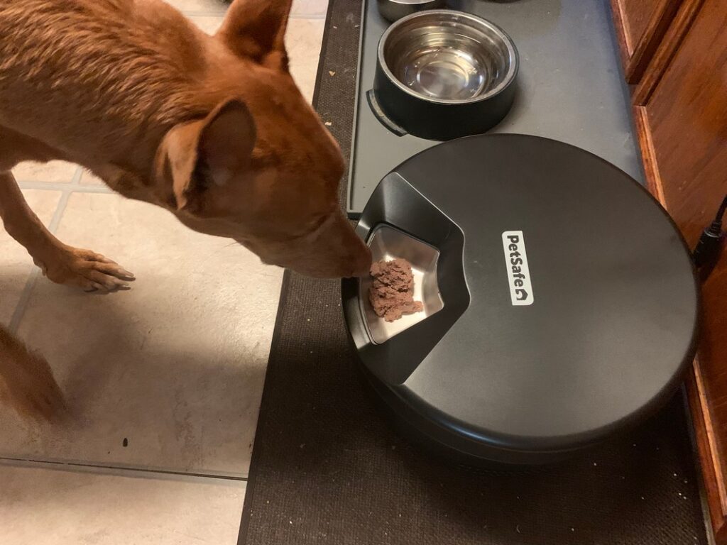 PetSafe FreshFeed Refrigerated Feeder Review