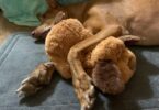 Smart Dog Products That Mimic Natural Behaviors (and Why They Actually Work)