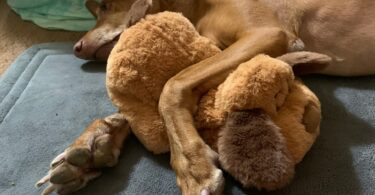 Smart Dog Products That Mimic Natural Behaviors (and Why They Actually Work)