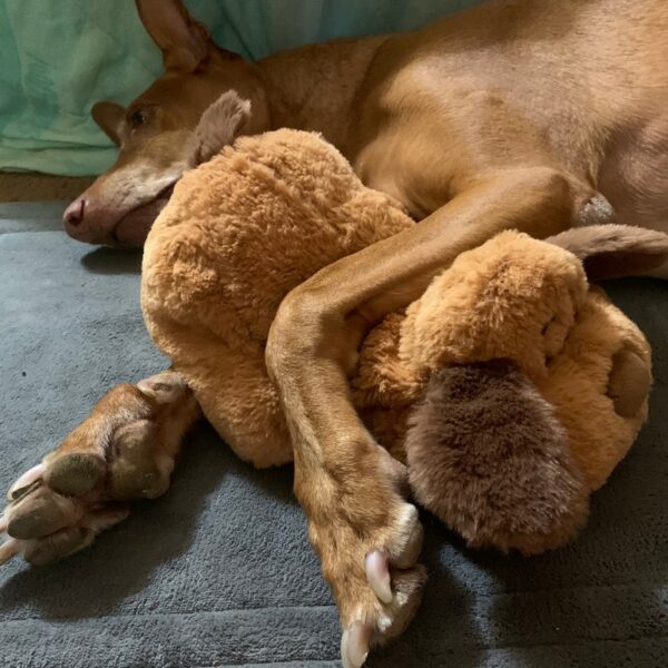 Smart Dog Products That Mimic Natural Behaviors (and Why They Actually Work)