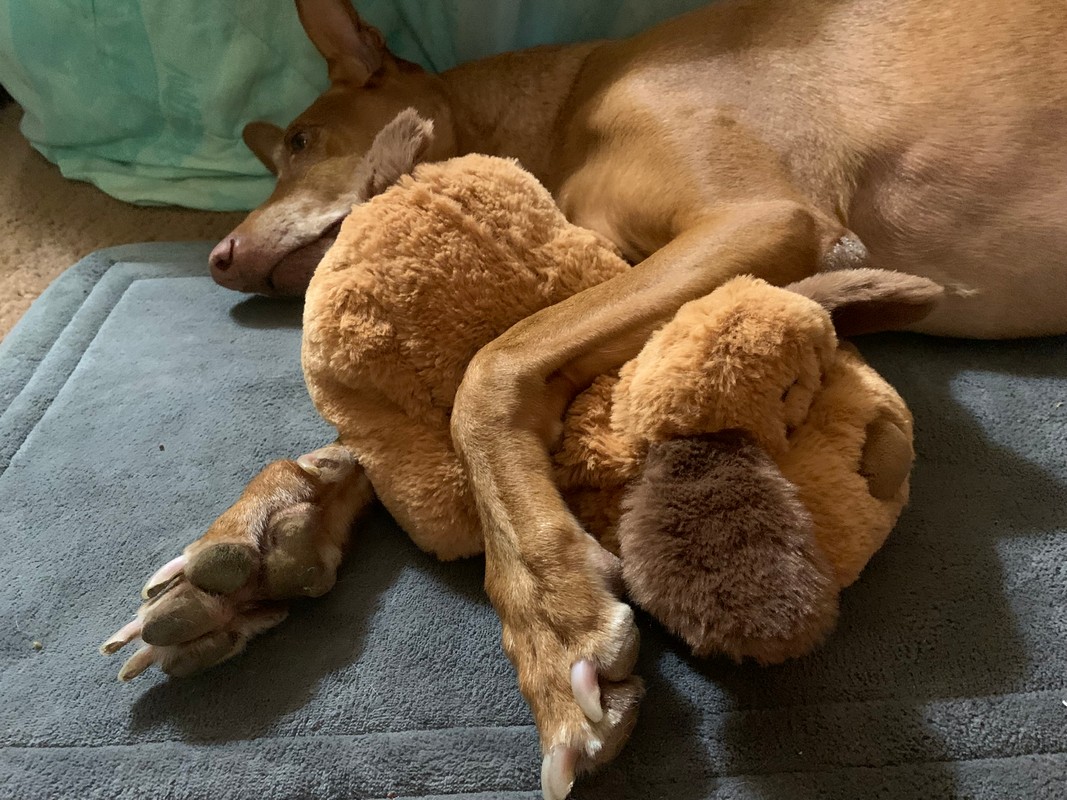 Smart Dog Products That Mimic Natural Behaviors (and Why They Actually Work)