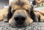 Superzoo 2026 trends
