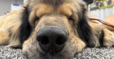 Superzoo 2026 trends