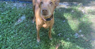 PetSafe GPS Dog Tracker Review