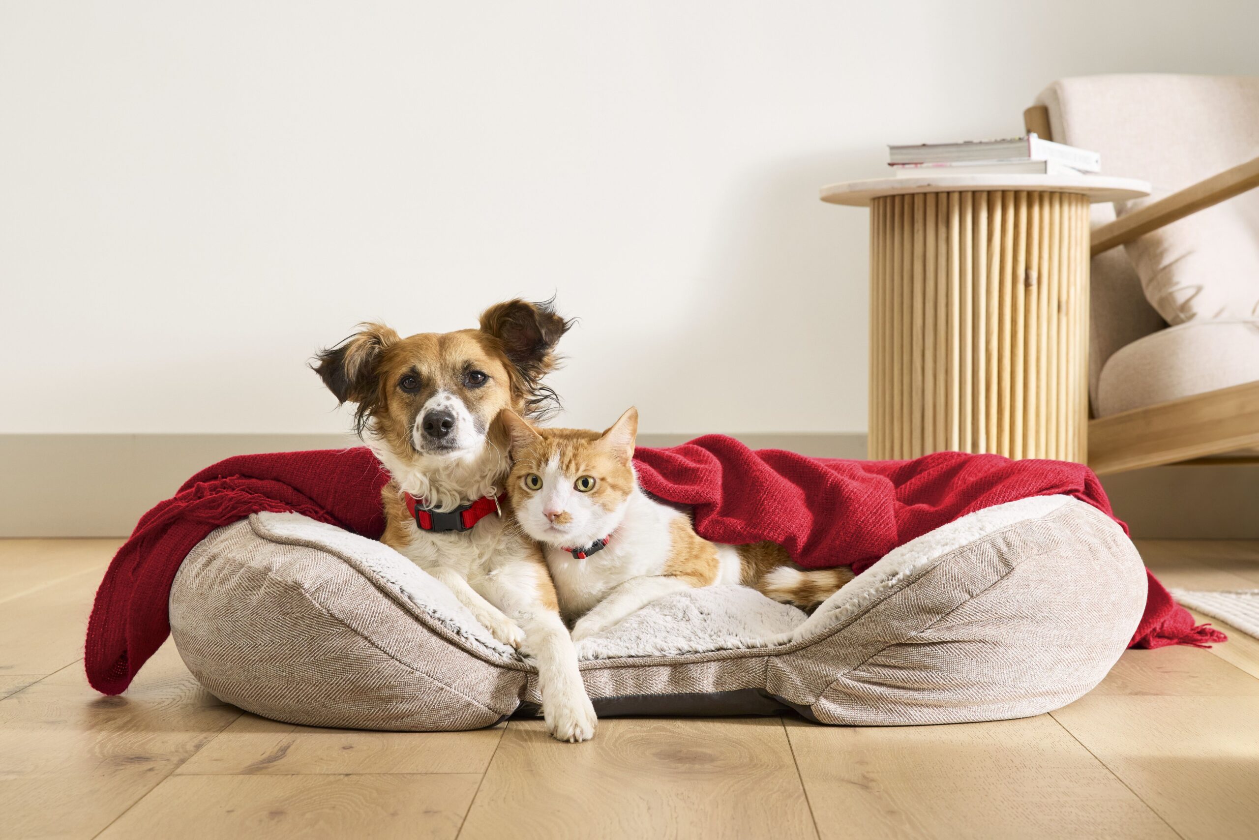 PetSmart Fall Savings Event