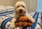 Snuggle Puppy 101: Setup, Tips, Tricks & Troubleshooting 