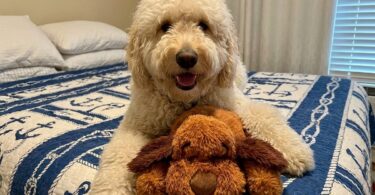 Snuggle Puppy 101: Setup, Tips, Tricks & Troubleshooting 