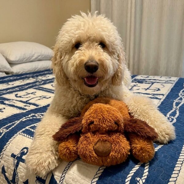 Snuggle Puppy 101: Setup, Tips, Tricks & Troubleshooting