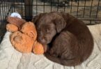 Low-Tech vs High-Tech Solutions For Puppy Anxiety 