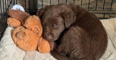 Low-Tech vs High-Tech Solutions For Puppy Anxiety 