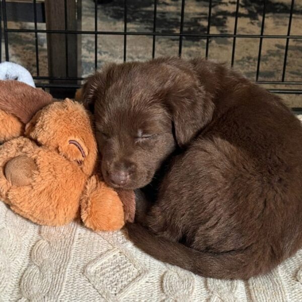 Low-Tech vs High-Tech Solutions For Puppy Anxiety