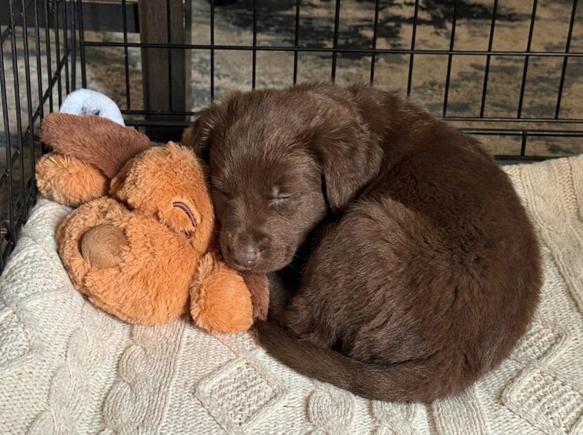 Low-Tech vs High-Tech Solutions For Puppy Anxiety 