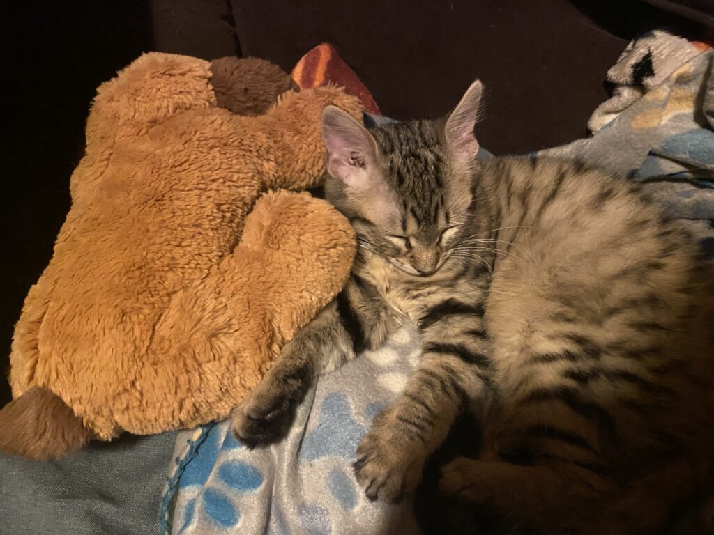 Kitten snuggling with Snuggle Puppy