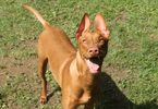 Embark Behavior Insights Adds a Whole New Layer to Your Dog’s DNA Results