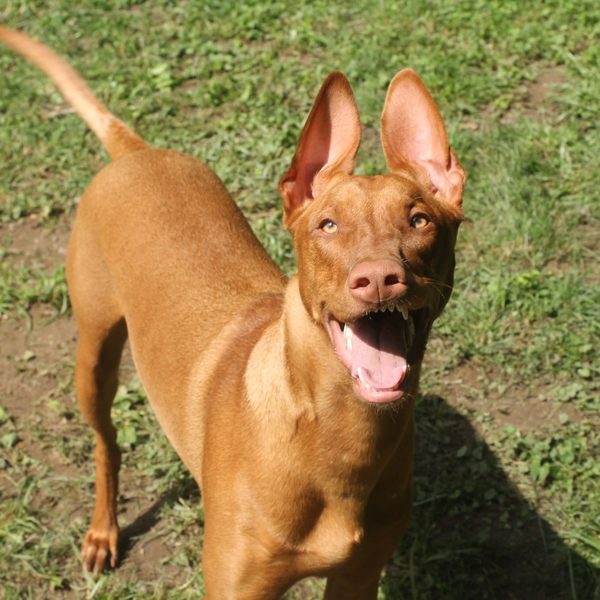 Embark Behavior Insights Adds a Whole New Layer to Your Dog’s DNA Results