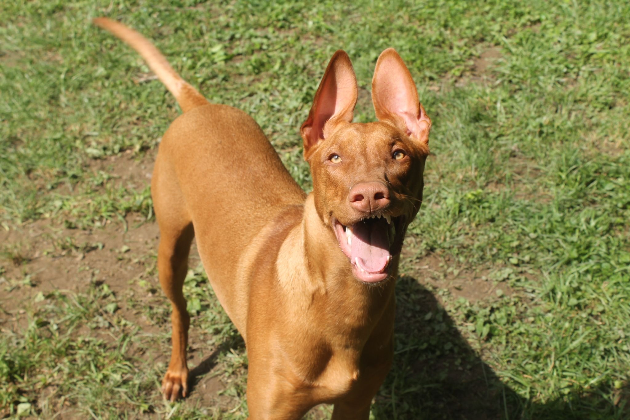 Embark Behavior Insights Adds a Whole New Layer to Your Dog’s DNA Results