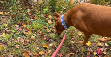 The 10-Minute Dog Enrichment Routine for Busy Days (For Dogs of All Ages)