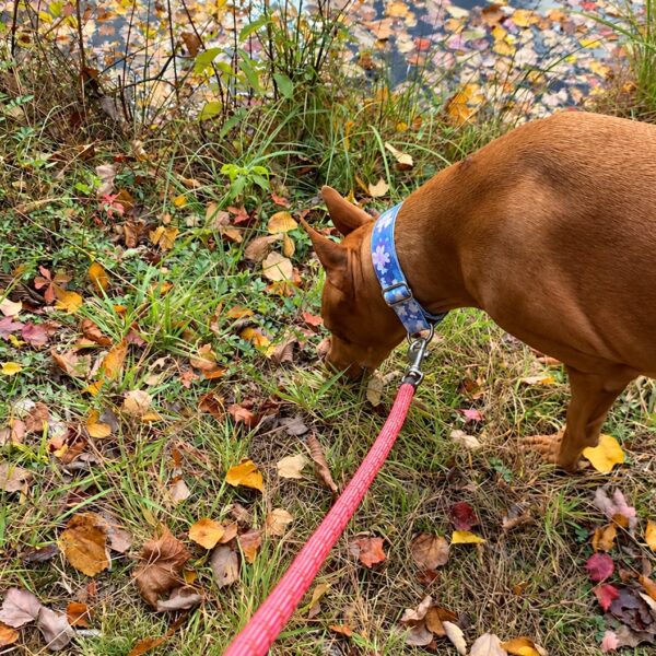 The 10-Minute Dog Enrichment Routine for Busy Days (For Dogs of All Ages)
