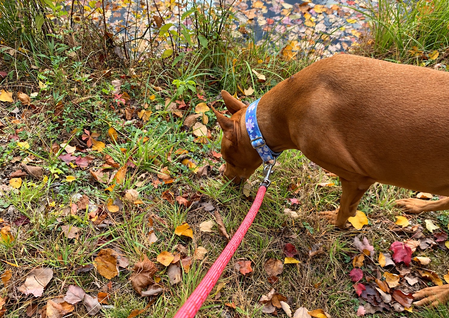 The 10-Minute Dog Enrichment Routine for Busy Days (For Dogs of All Ages)