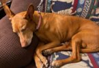 How to Check Your Dog’s Resting Respiratory Rate (and Why You Should Know How)