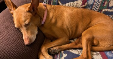 How to Check Your Dog’s Resting Respiratory Rate (and Why You Should Know How)