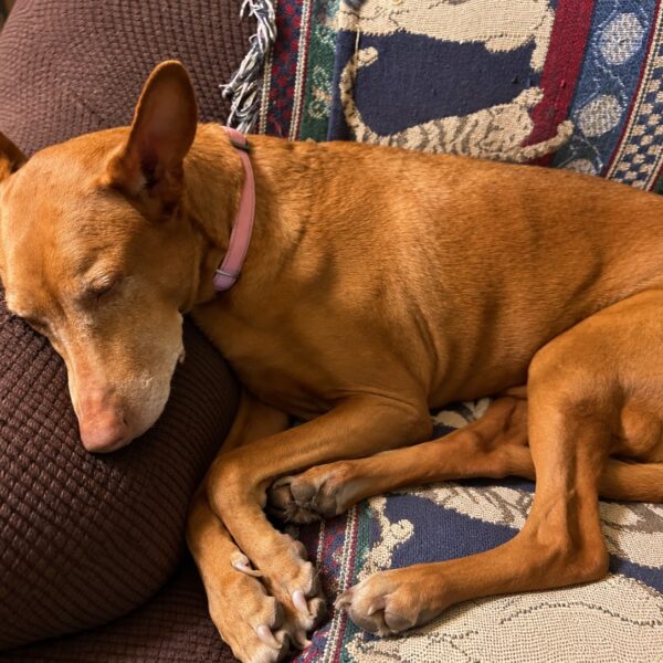 How to Check Your Dog’s Resting Respiratory Rate (and Why You Should Know How)