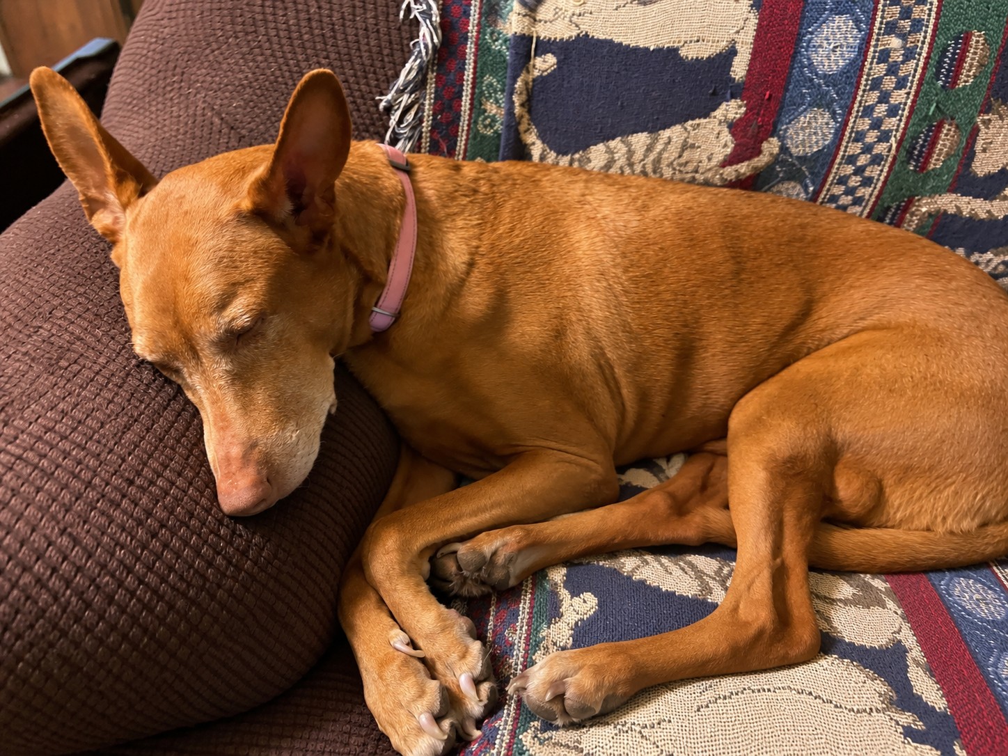 How to Check Your Dog’s Resting Respiratory Rate (and Why You Should Know How)
