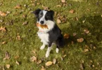 PetSmart Fall Savings Event