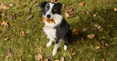 PetSmart Fall Savings Event