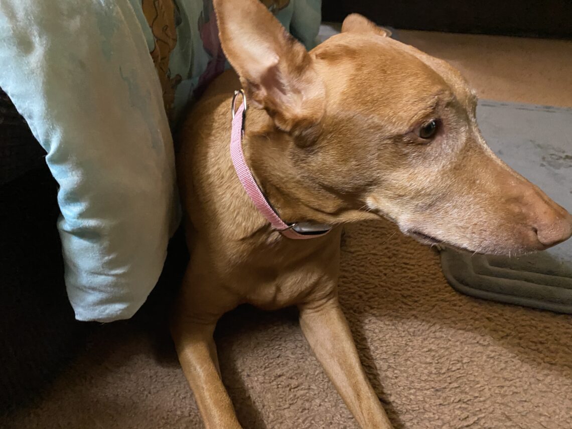 Signs of Arthritis a Dog Health Tracker May Catch Before You Do