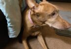 Signs of Arthritis a Dog Health Tracker May Catch Before You Do