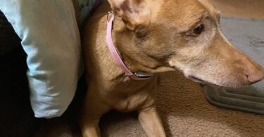 Signs of Arthritis a Dog Health Tracker May Catch Before You Do