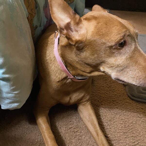 Signs of Arthritis a Dog Health Tracker May Catch Before You Do