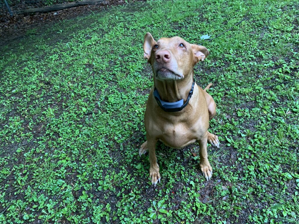 Guardian® GPS 2.0 Dog Fence + Tracking Review